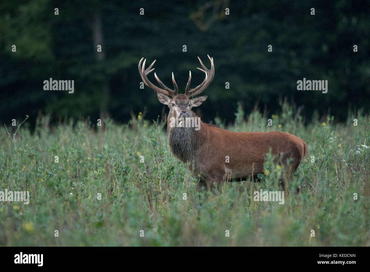 Red Deer male in mating season Stock Photo