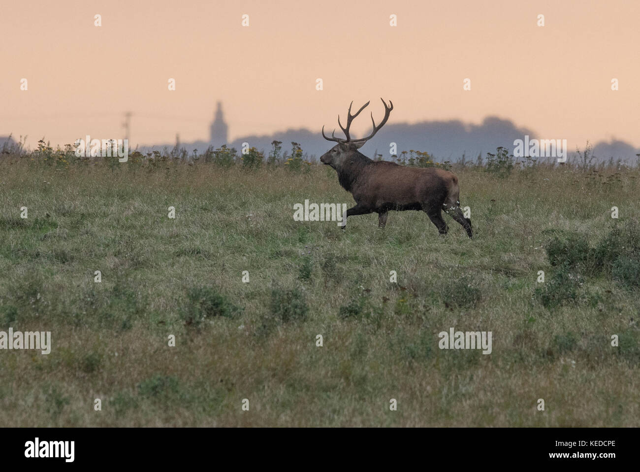 Red Deer male in mating season Stock Photo
