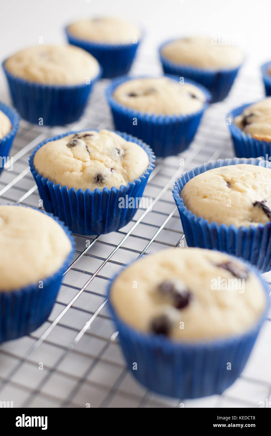 Blueberry cupcakes production Stock Photo