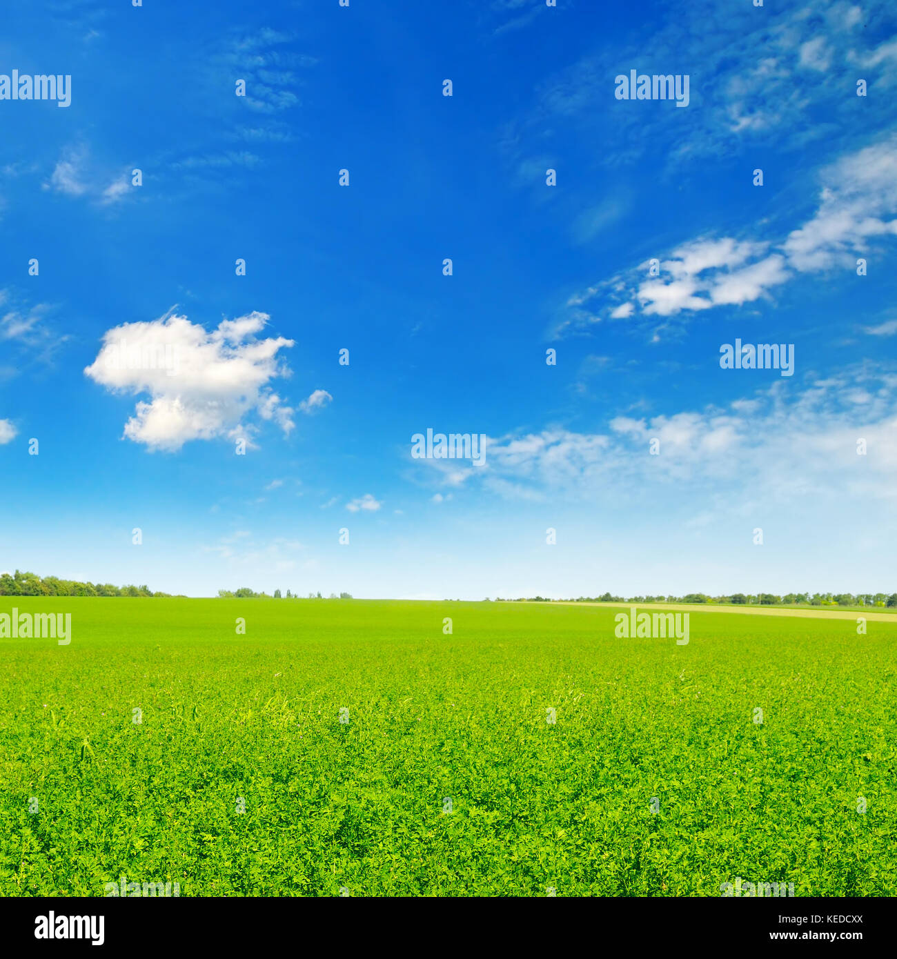 green field and blue sky with light clouds Stock Photo - Alamy