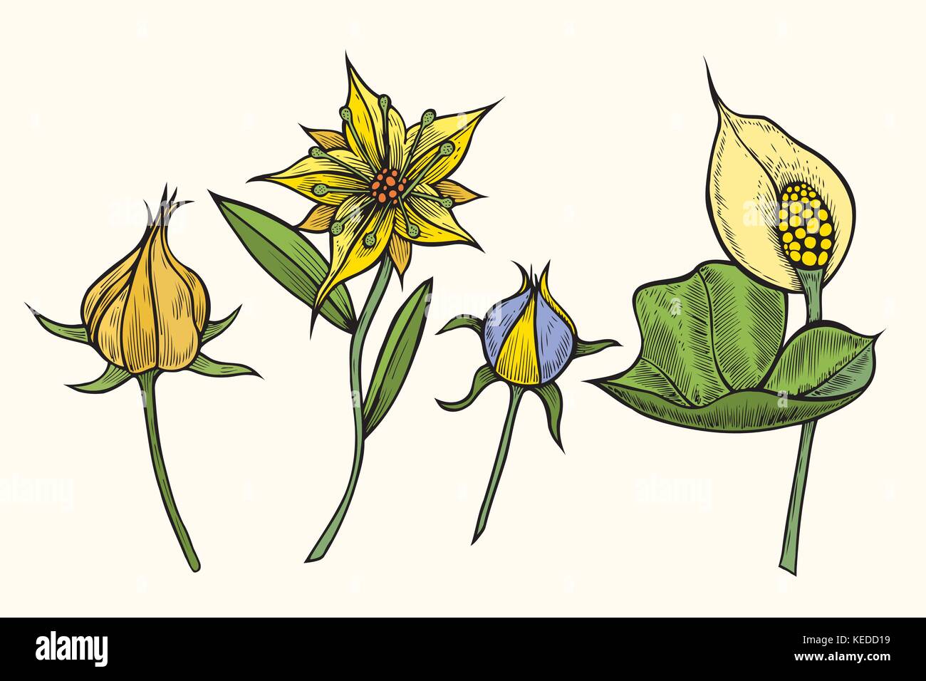 Set of flowers Stock Vector Image & Art - Alamy