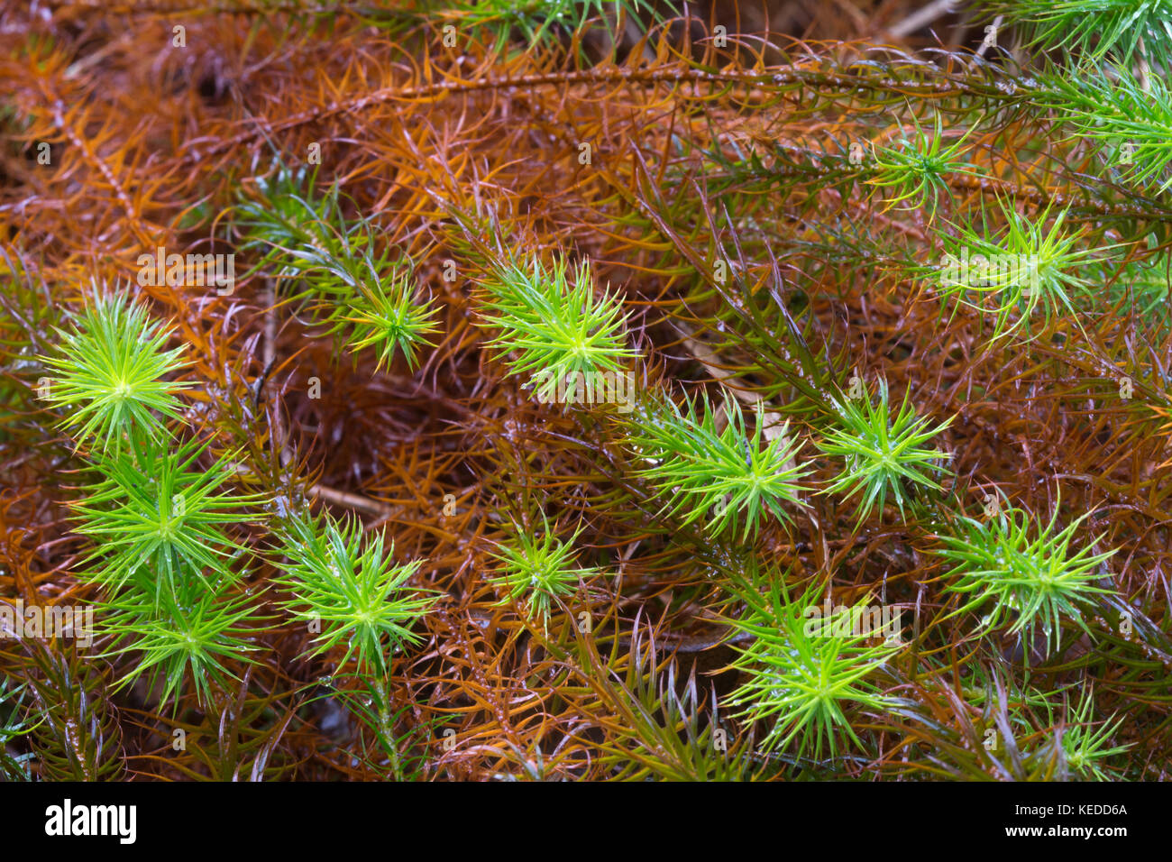 Common haircap moss (Polytrichum commune ), also called great golden ...