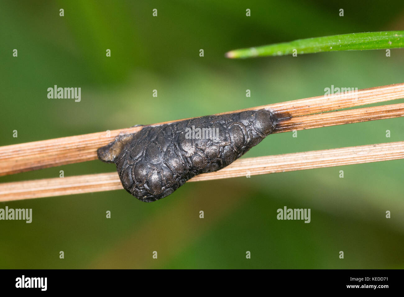Egg case (ootheca) of the leaf beetle (Galeruca tanaceti) on grass stems at Witley Common, Surrey, UK Stock Photo