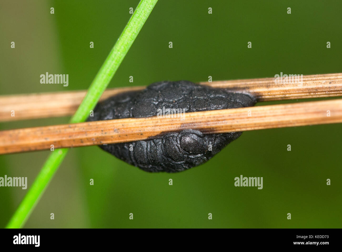 Egg case (ootheca) of the leaf beetle (Galeruca tanaceti) on grass stems at Witley Common, Surrey, UK Stock Photo