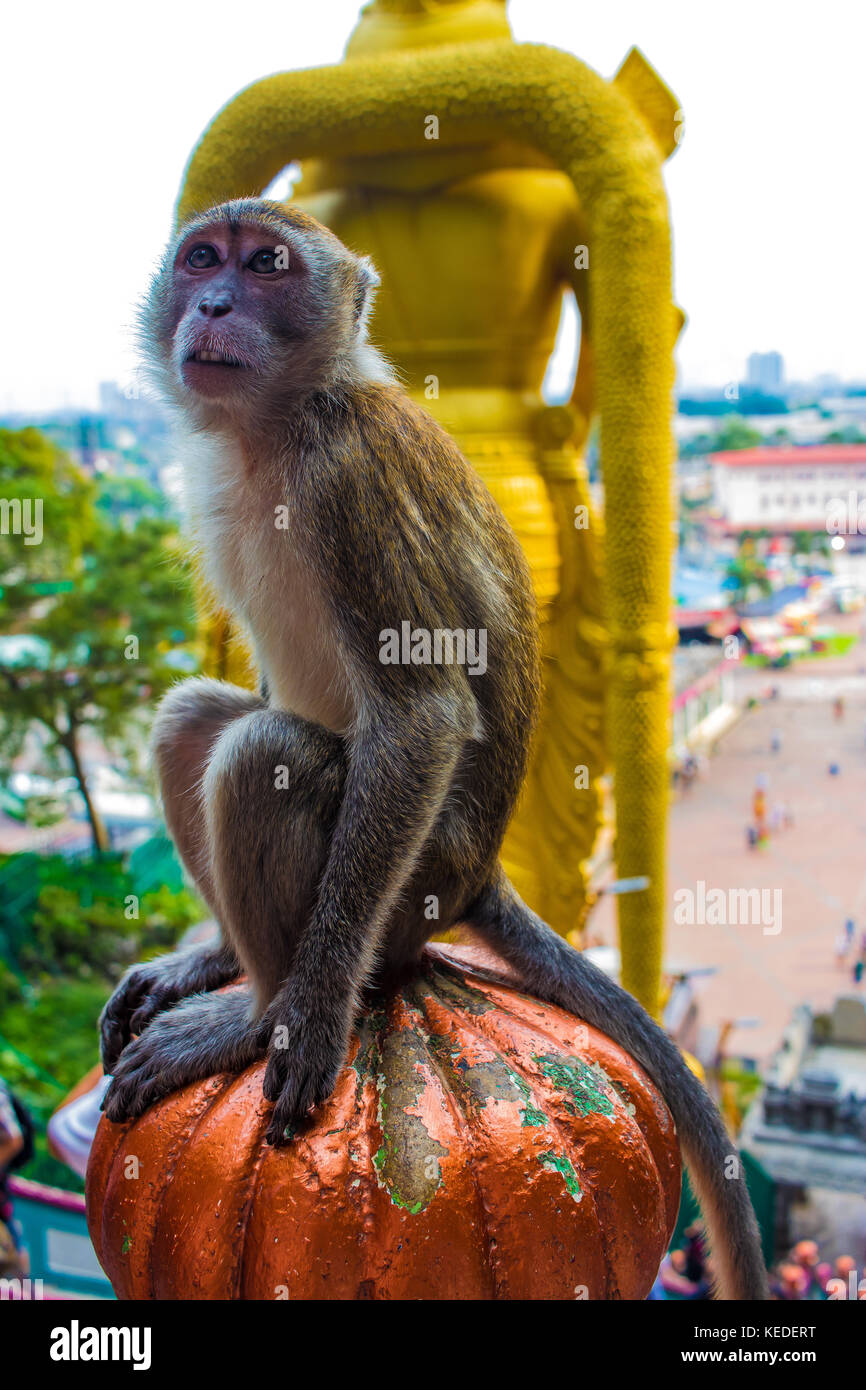 Curious george hi-res stock photography and images - Alamy