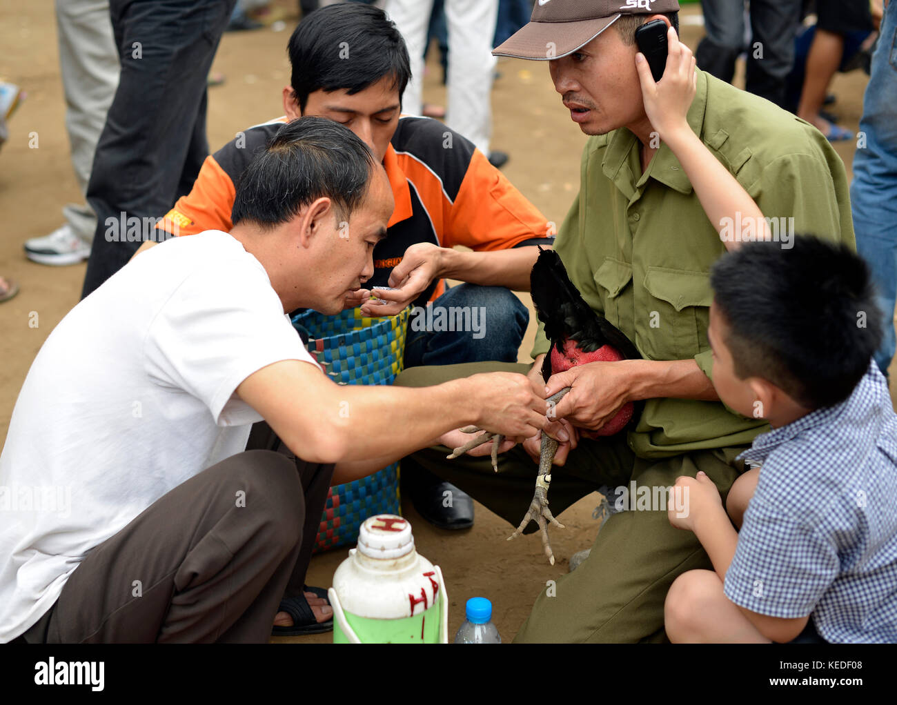 Two men care their rooster fighting in village festival. Stock Photo
