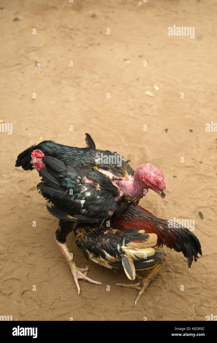 Two cocks in fight. Cockfights are often staged during traditional