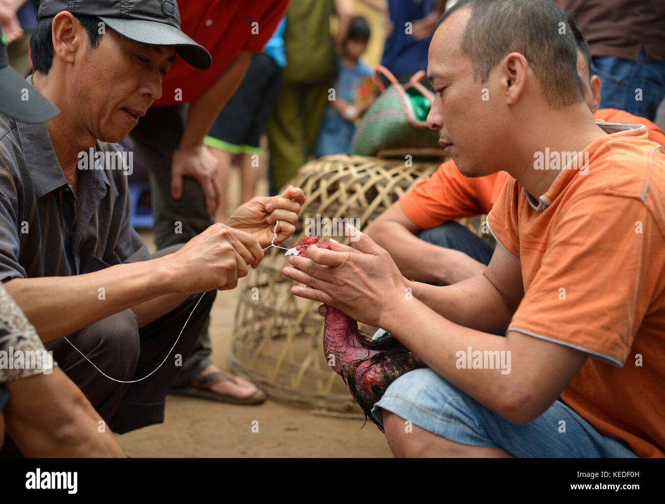Two men care their rooster fighting in village festival. Stock Photo