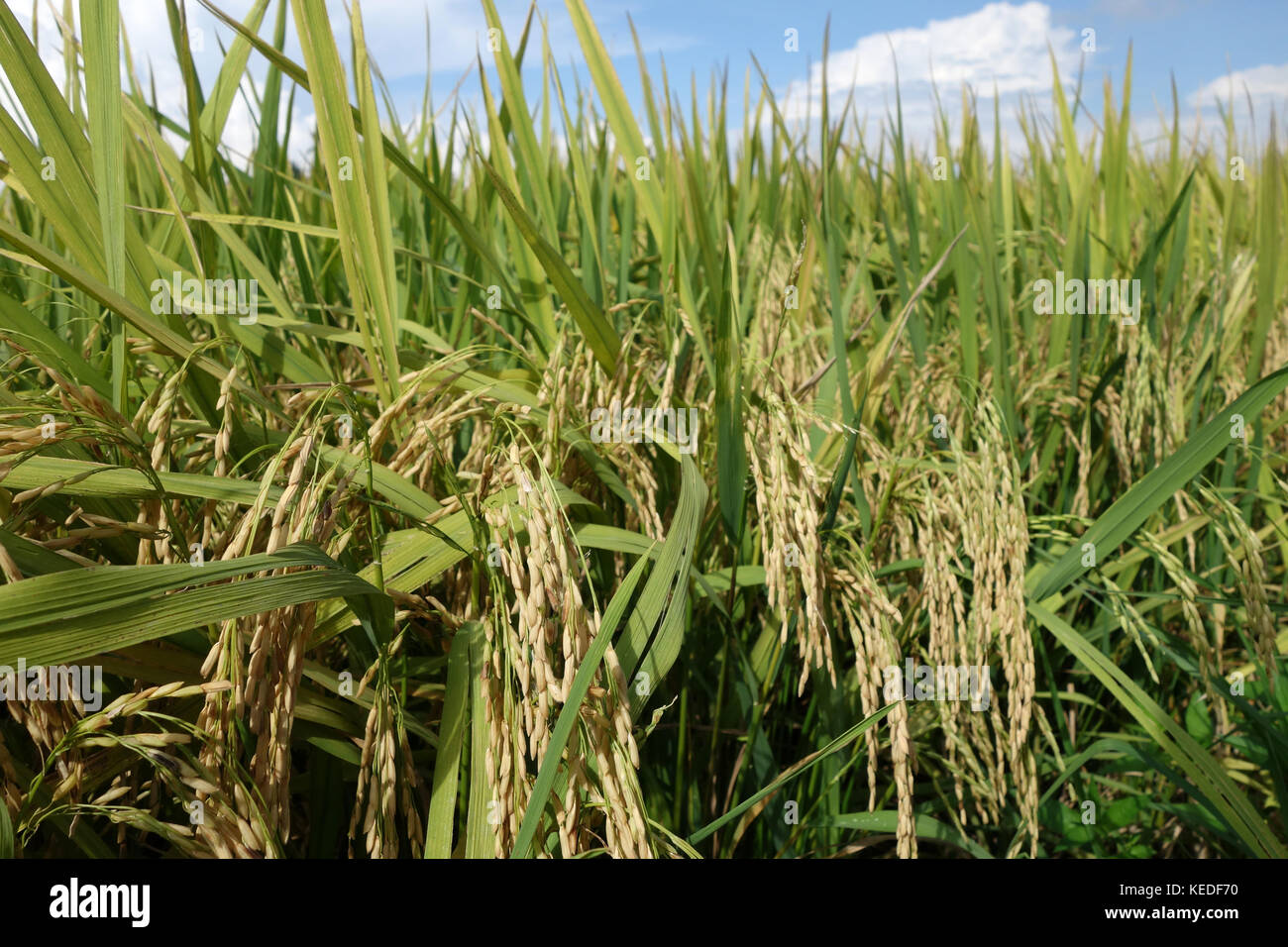 Close up of ripe rice in the paddy Stock Photo - Alamy