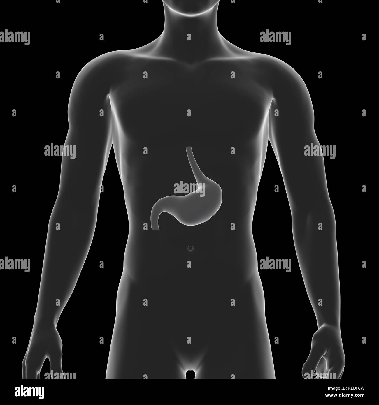 Human Stomach, Medical Illustration Stock Photo