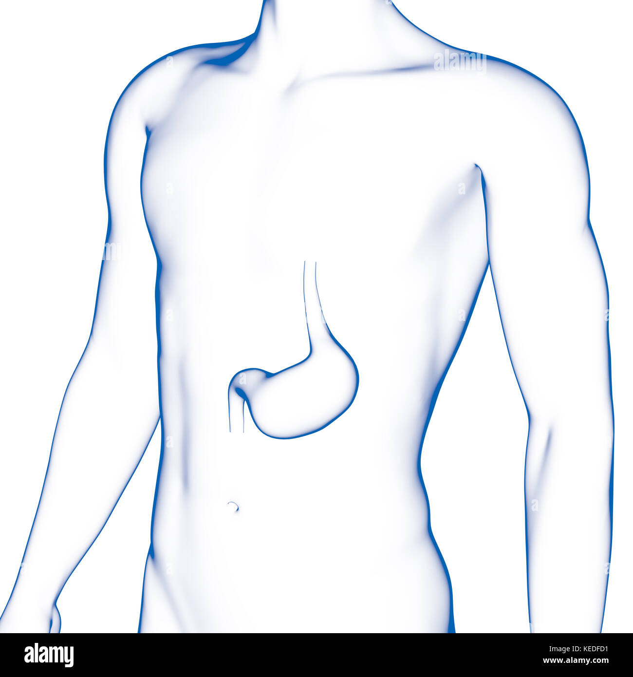 Human Stomach, Medical Illustration Stock Photo