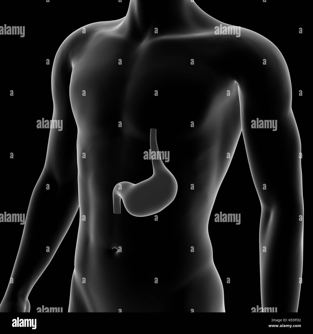 Human Stomach, Medical Illustration Stock Photo