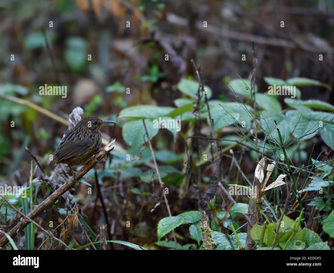 Long-billed wren-babbler (Rimator malacoptilus) at Eaglenest Wildlife Sanctuary, Arunachal Pradesh India Stock Photo