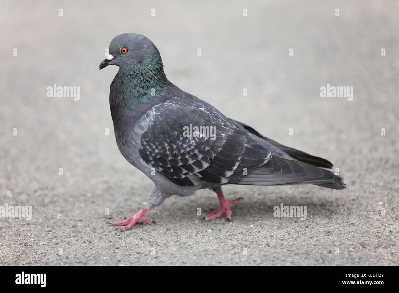 pigeon walking on the ground Stock Photo Alamy