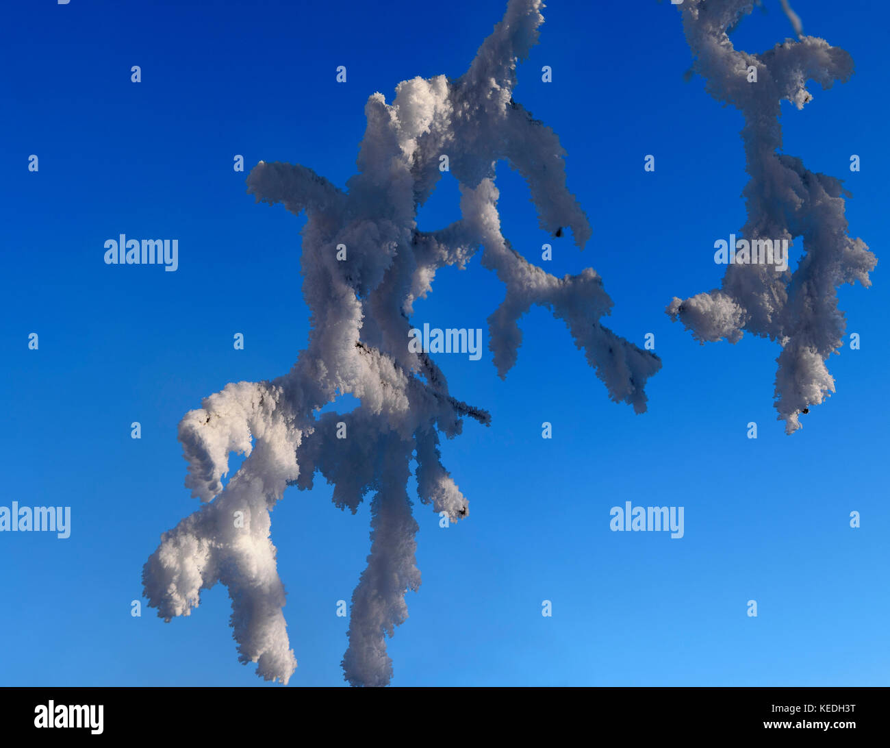 Close Up of branches of a tree covered with rime frost Stock Photo - Alamy