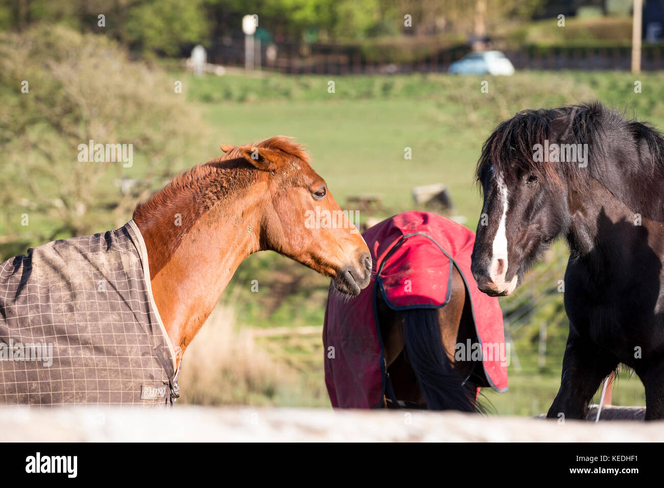 horses in coats fighting Stock Photo