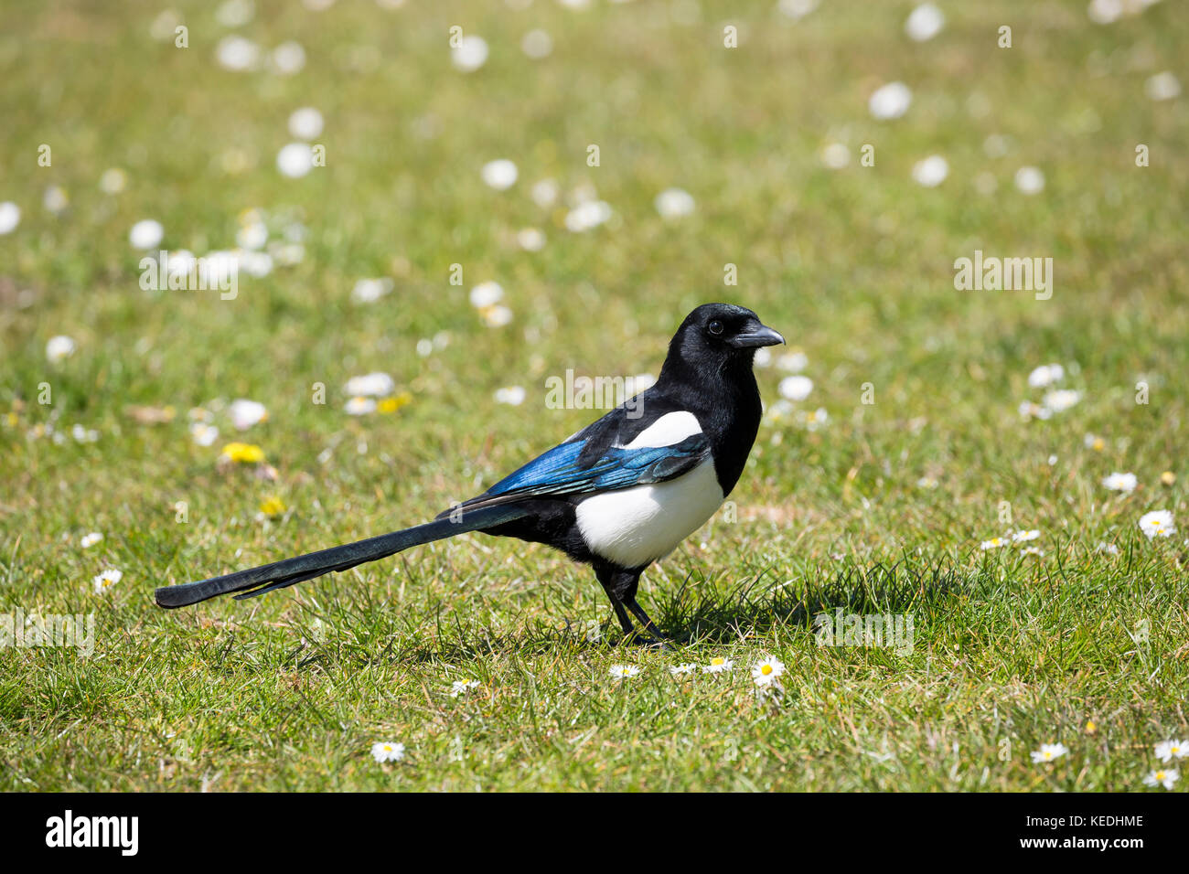 magpie on grass in sunshine Stock Photo