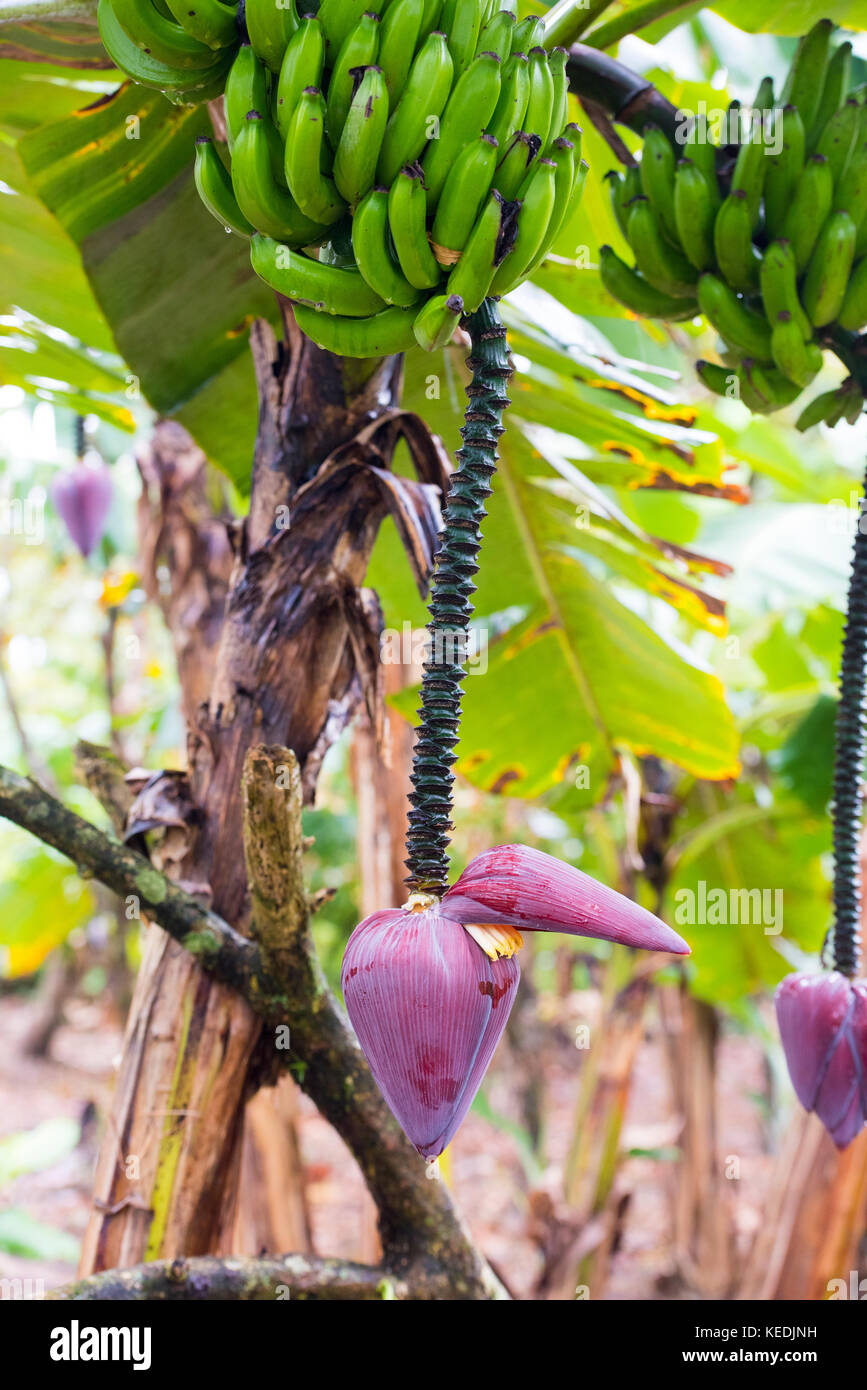 The hanging corm, banana heart, and ridged pseudostem, of the banana