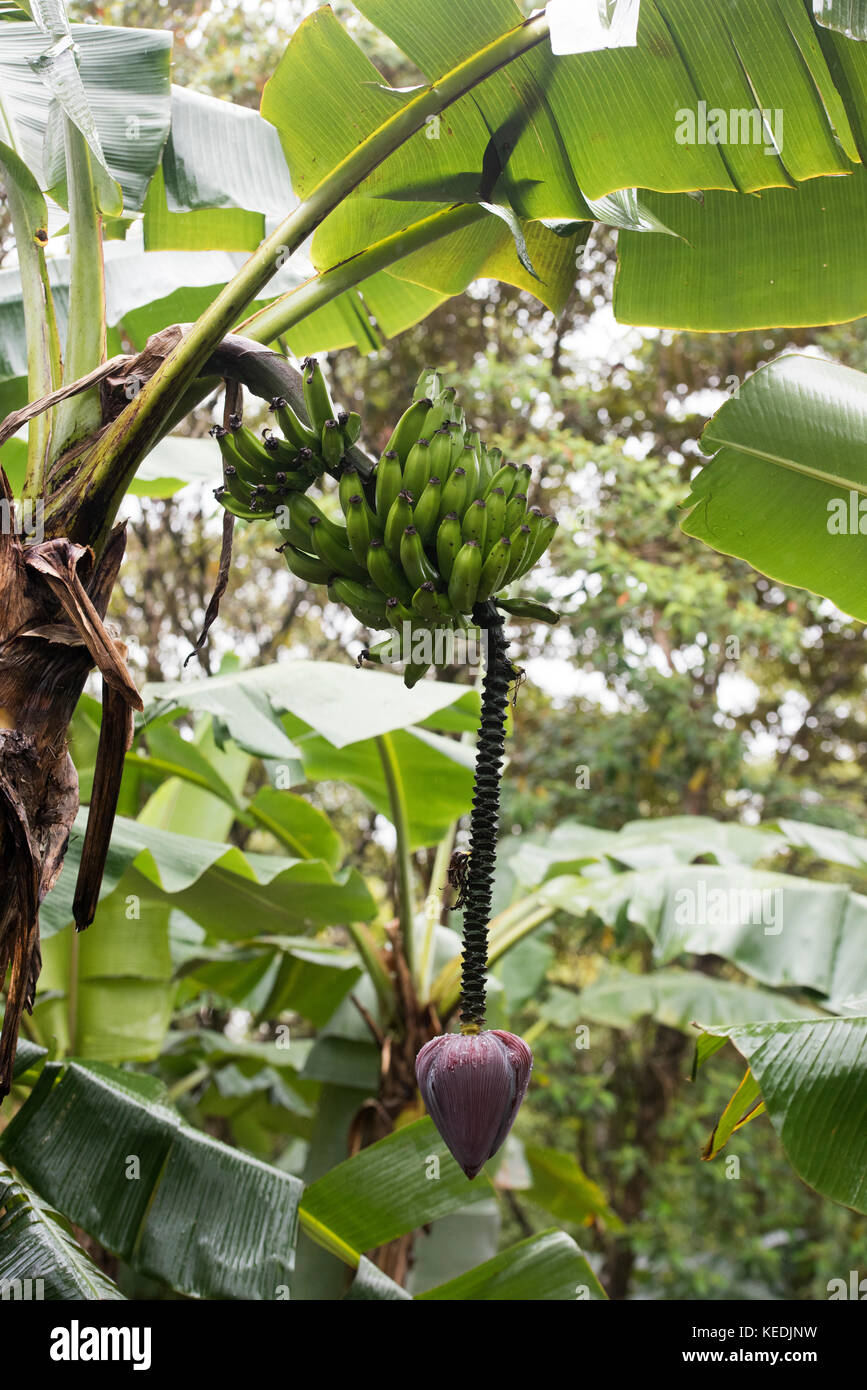 The hanging corm, banana heart, and ridged pseudostem, of the banana plant Stock Photo