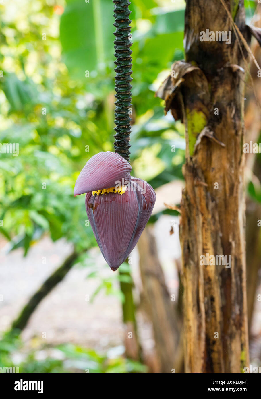 The hanging corm, banana heart, and ridged pseudostem, of the banana plant Stock Photo