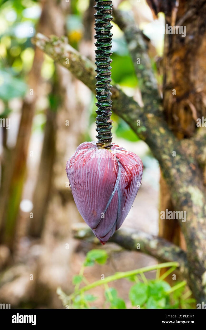 The hanging corm, banana heart, and ridged pseudostem, of the banana plant Stock Photo