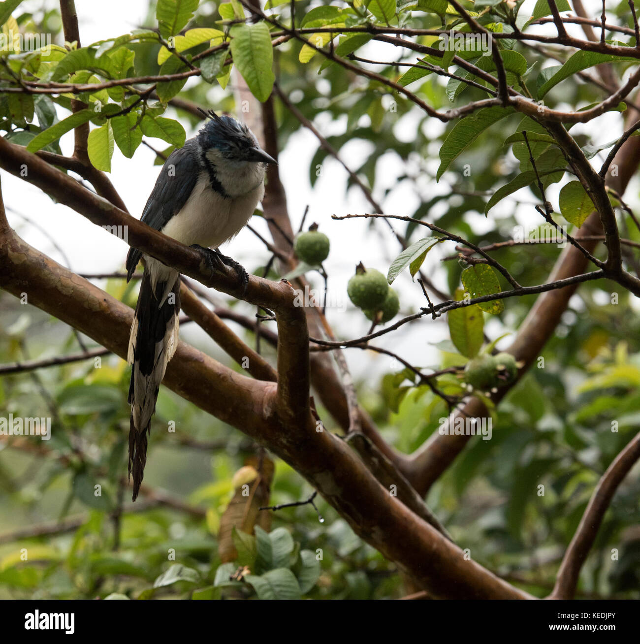 Blue magpiejay in an apple tree in Costa Rica Stock Photo Alamy