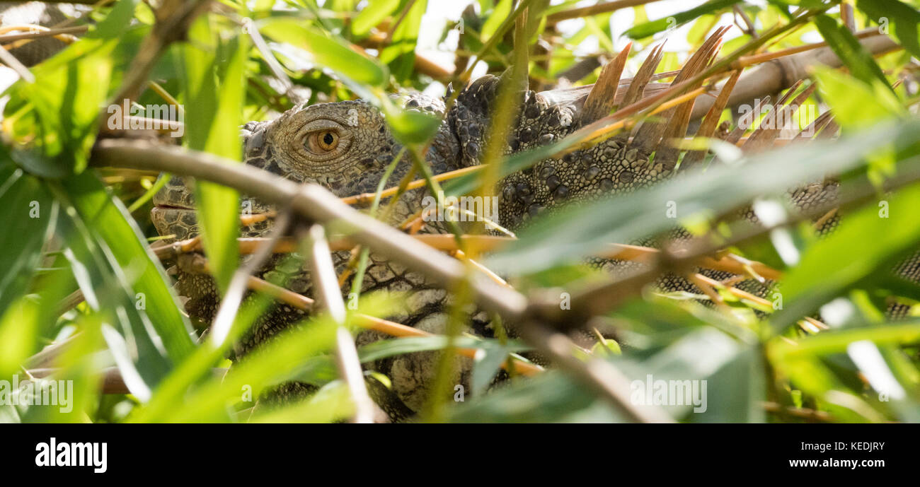 Eye of Green Iguana peeking out of a tree. Sarapiqui, Heredia, Costa Rica Stock Photo