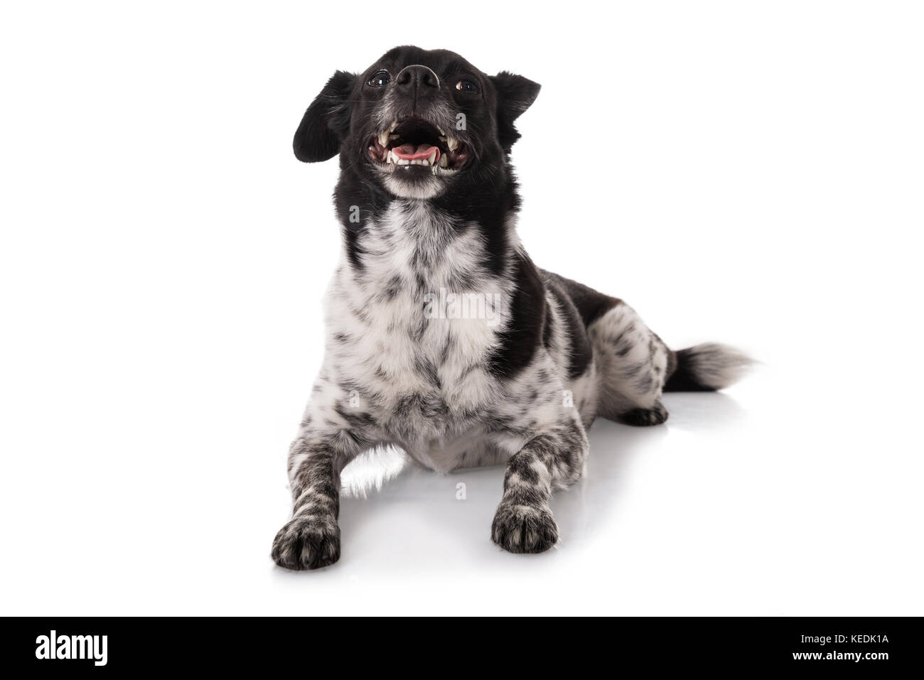 Close-up Of A Dog Lying On White Background Stock Photo - Alamy
