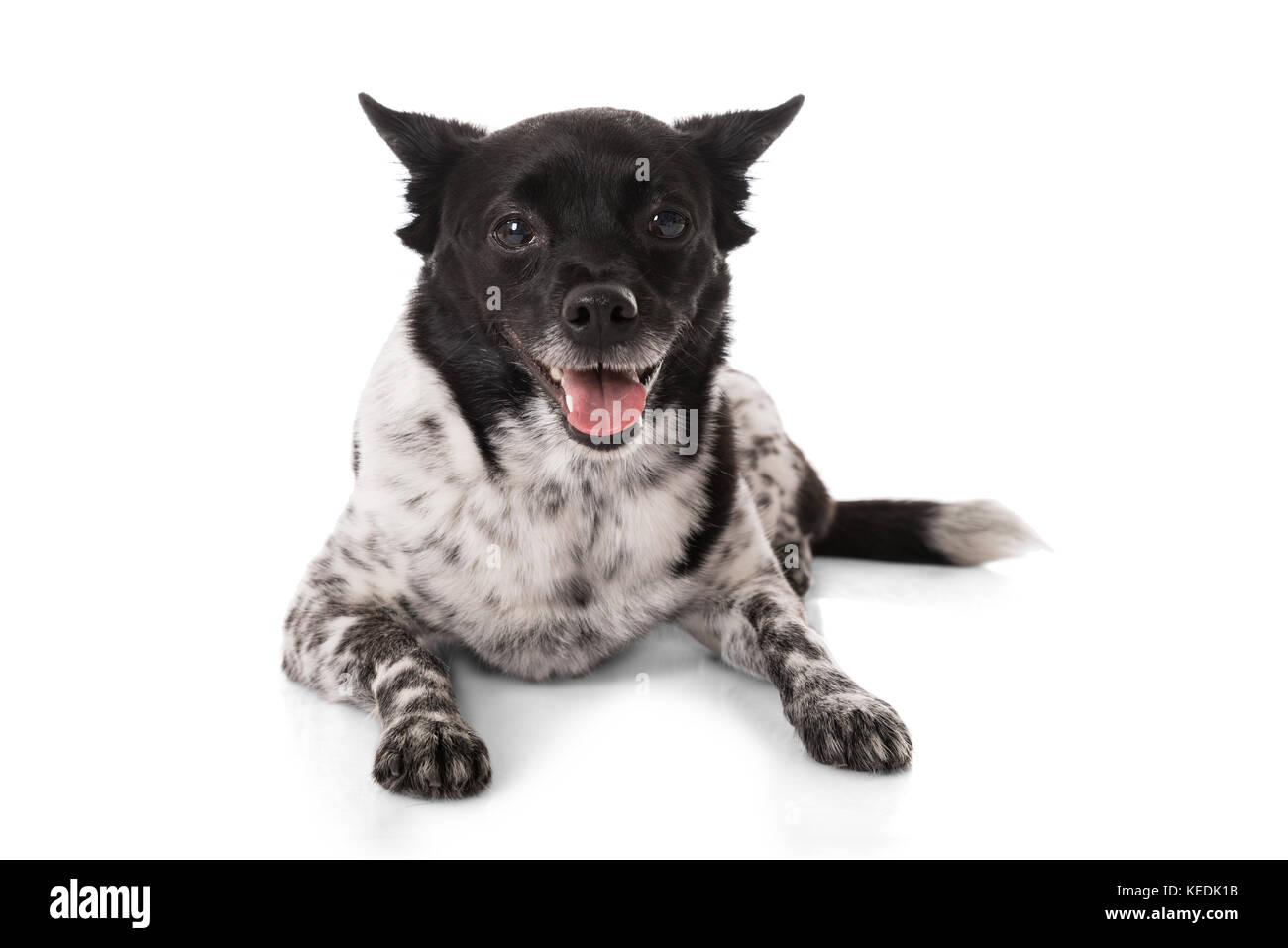 Close-up Of A Dog Lying On White Background Stock Photo - Alamy