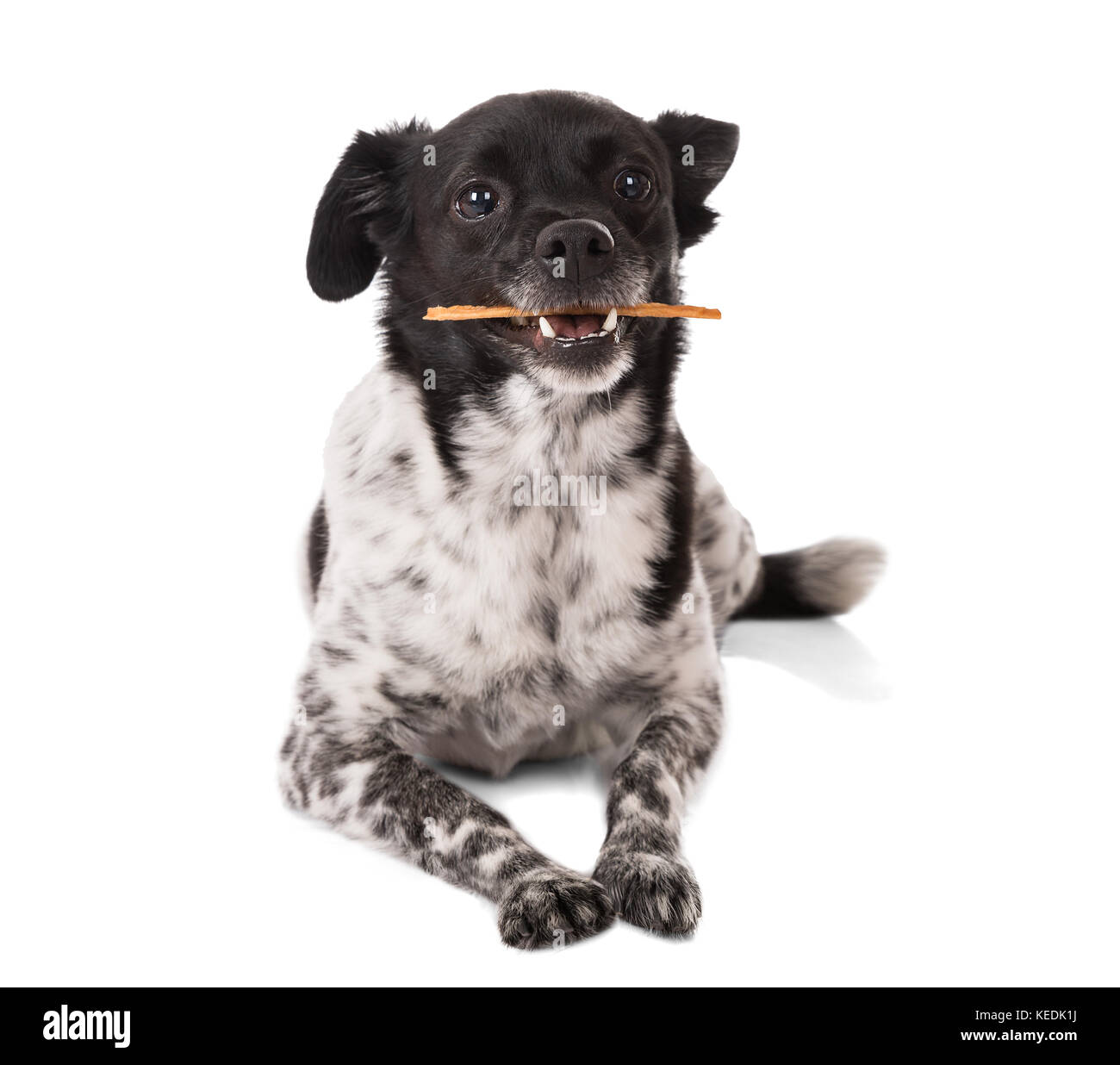 Dog holding a stick in its mouth Cut Out Stock Images & Pictures Alamy