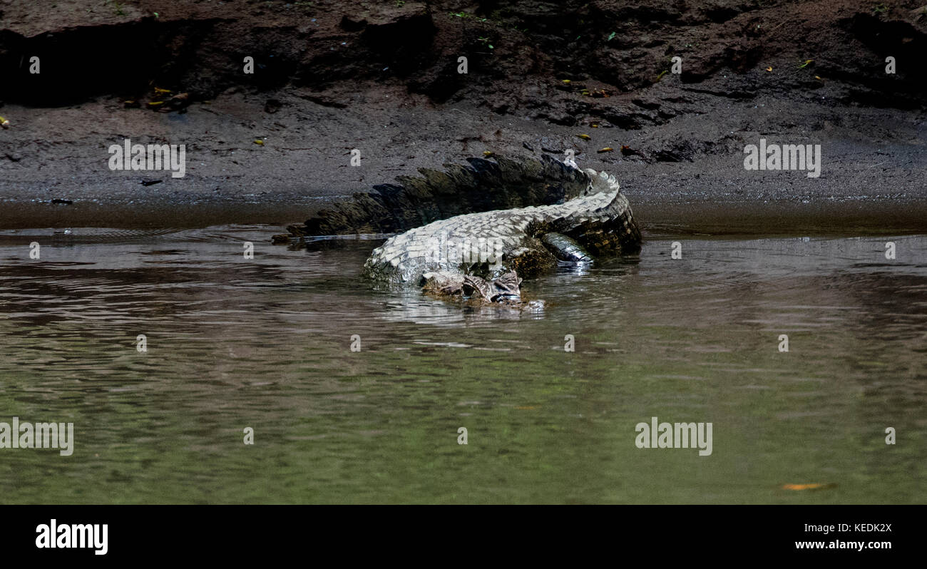 Caiman crocodile in a Sarapiqui River, Heredia Province, Costa Rica Stock Photo