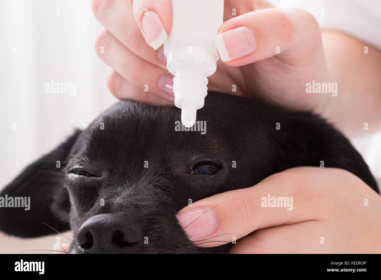 Closeup Of A Vet Applying Eye Drop In Dog's Eye Stock Photo Alamy