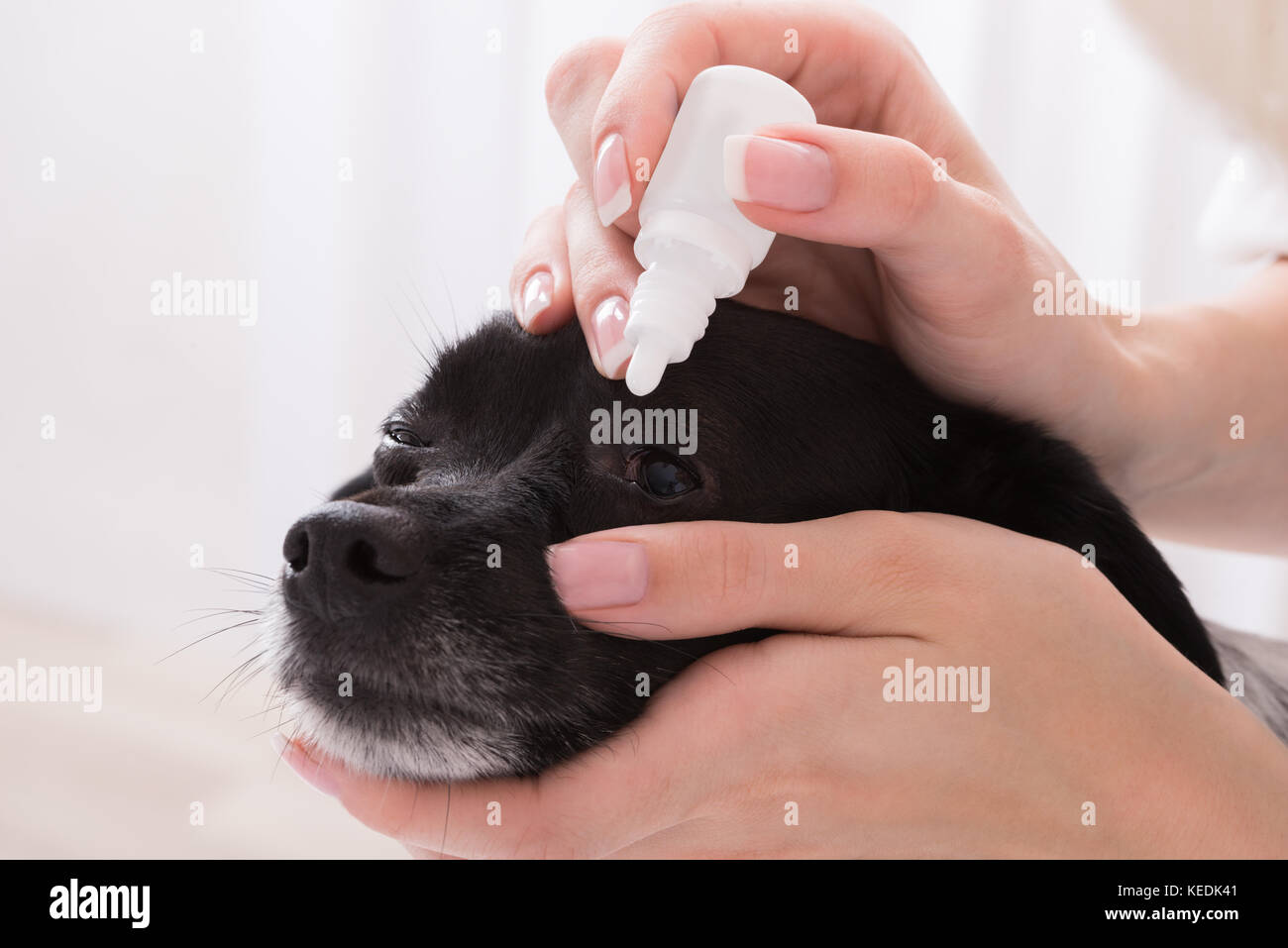 Closeup Of A Vet Applying Eye Drop In Dog's Eye Stock Photo Alamy