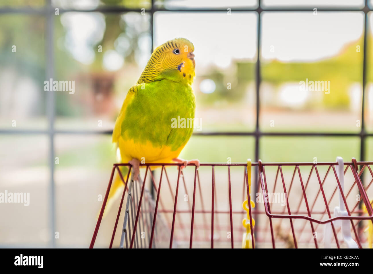 green and yellow parakeet budgerigar pet bird sitting on the top of her red cage with a back yard garden in soft focus behind a traditional lead lined Stock Photo