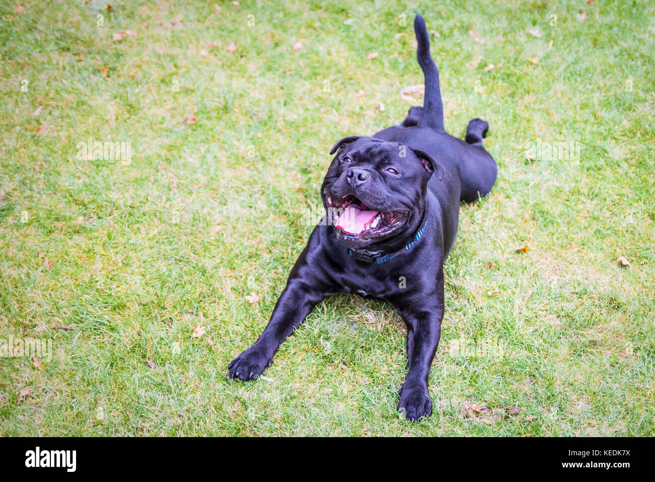 dog coats for staffies