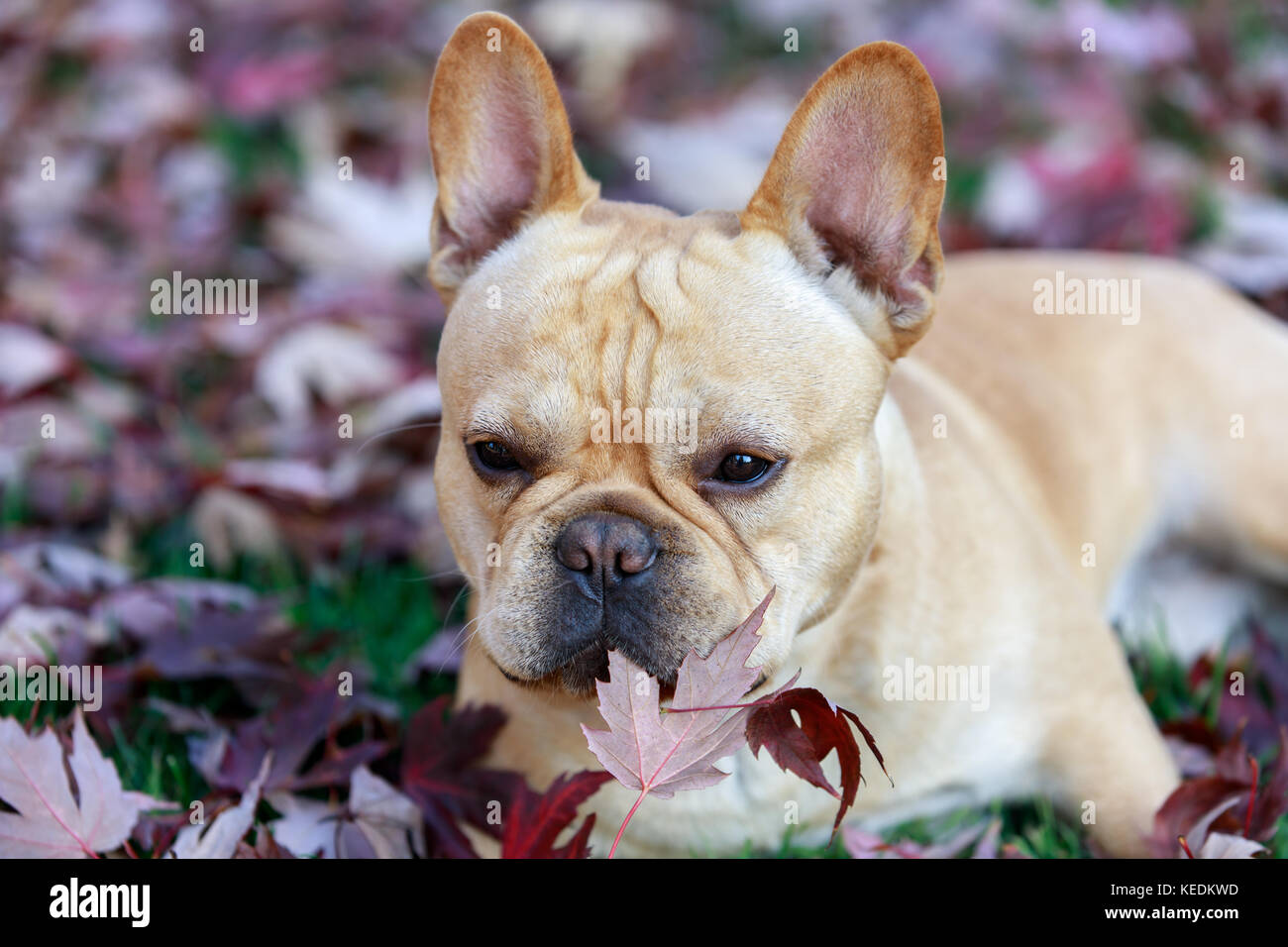 French Bulldog in Foliage in Northern California. Stock Photo