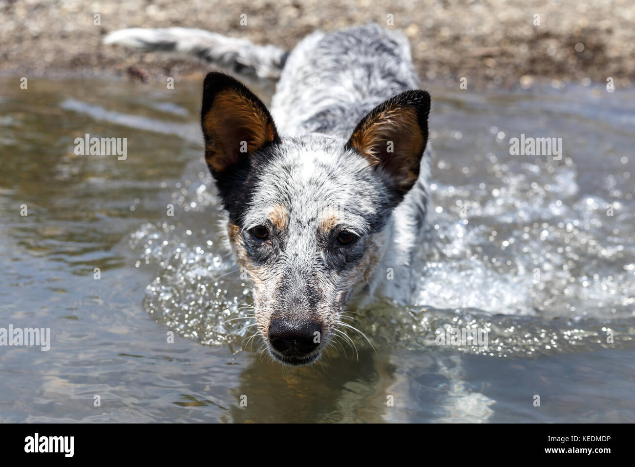 What Is A Deep Chested Dog