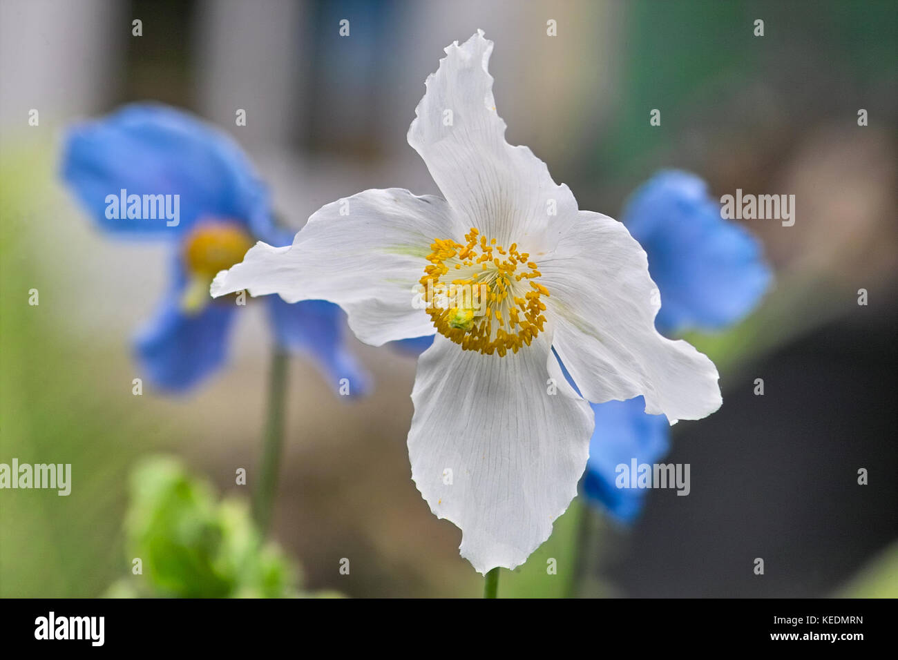 White blooming form of the Himalayan Poppy also called Tibetan Poppy in front of blue Poppy flowers (Meconopsis betonicifolia Alba, Meconopsis baileyi Stock Photo