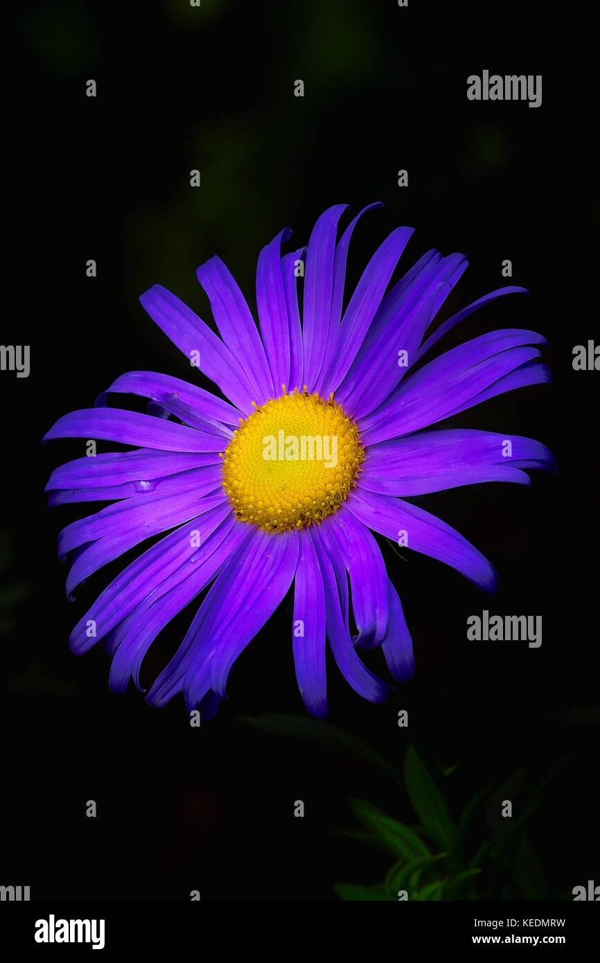 Purple blue daisy flower with a yellow center isolated on black background. Usable for wallpapers, cards etc. Stock Photo