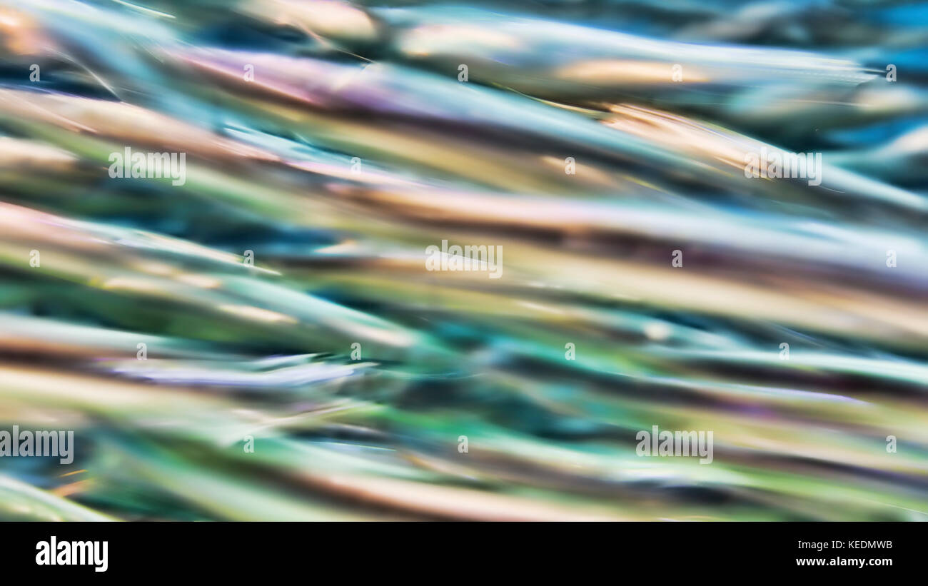 Small fish blur in action. Fishy, maritime, fine art imaged. Oregon Coast Aquarium Newport, Oregon Stock Photo