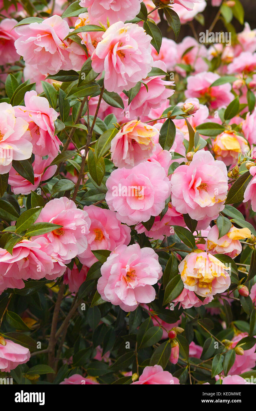 Pink Japanese Camellia flowers (Camellia japonica). Beautiful pink blooming bush Stock Photo