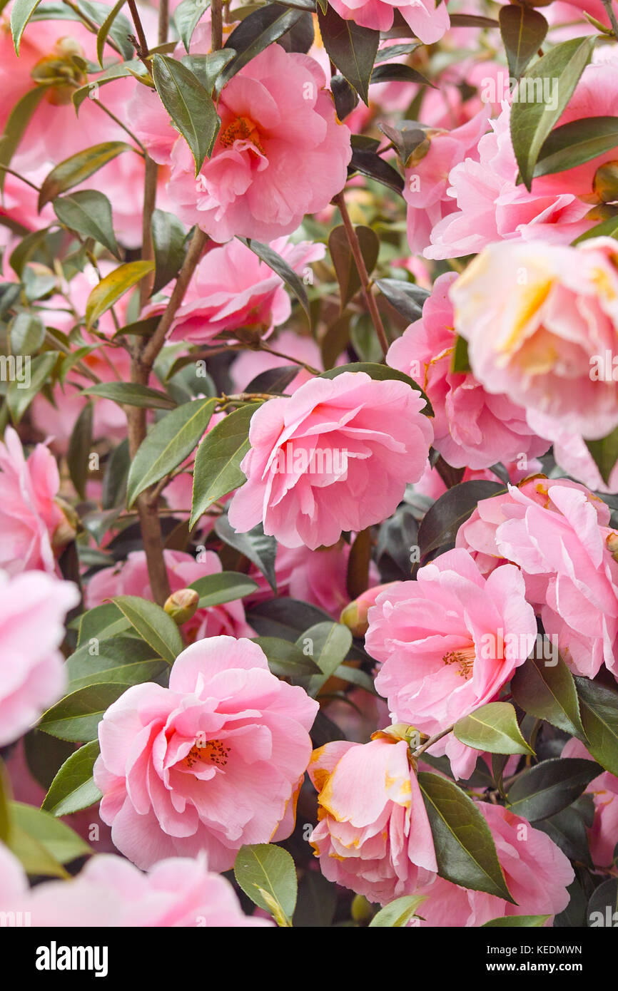 Pink Japanese Camellia flowers (Camellia japonica). Beautiful pink blooming bush Stock Photo