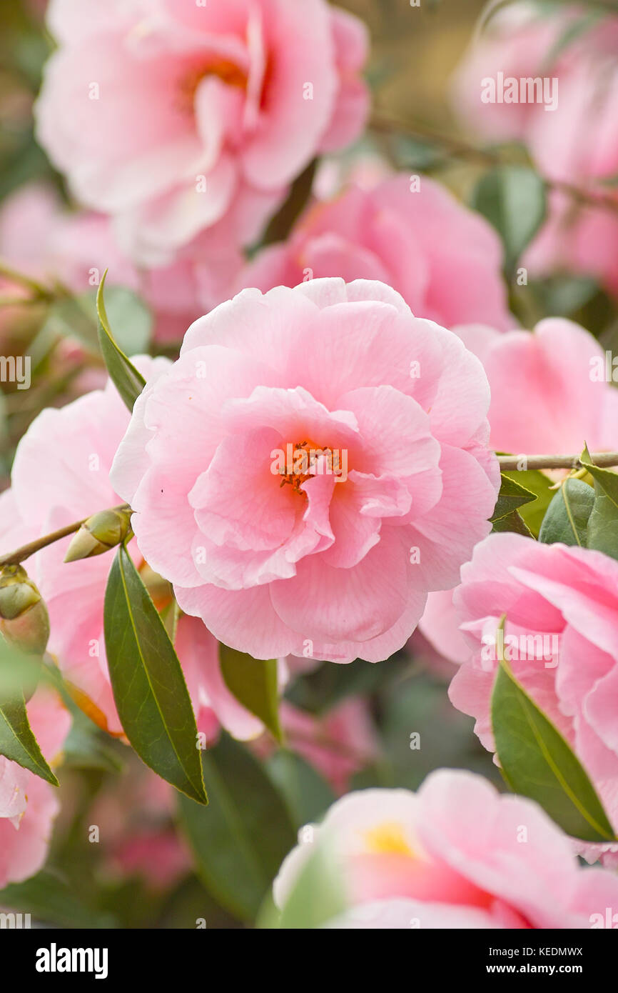 Pink Japanese Camellia flowers (Camellia japonica). Beautiful pink blooming bush Stock Photo