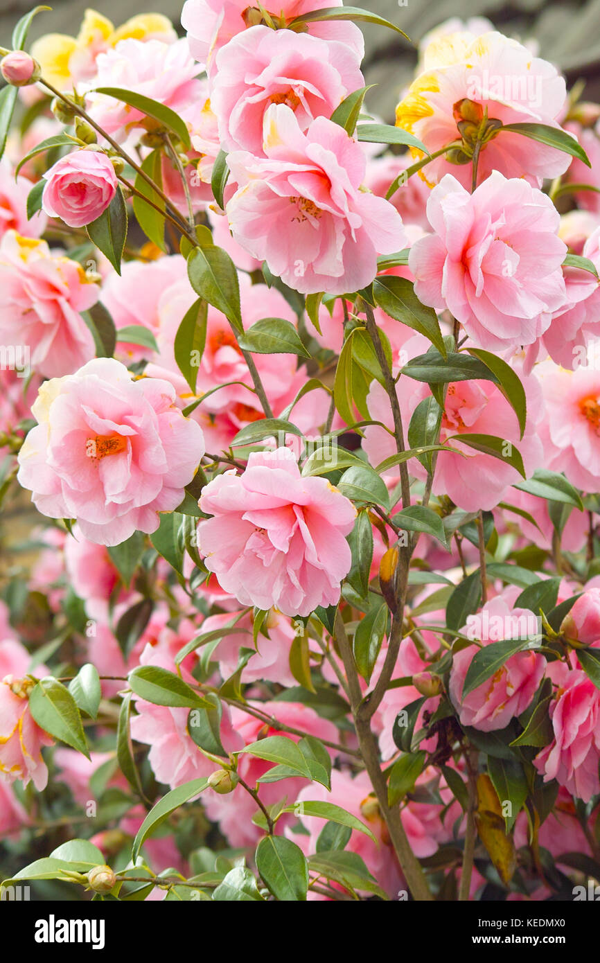 Pink Japanese Camellia flowers (Camellia japonica). Beautiful pink blooming bush Stock Photo