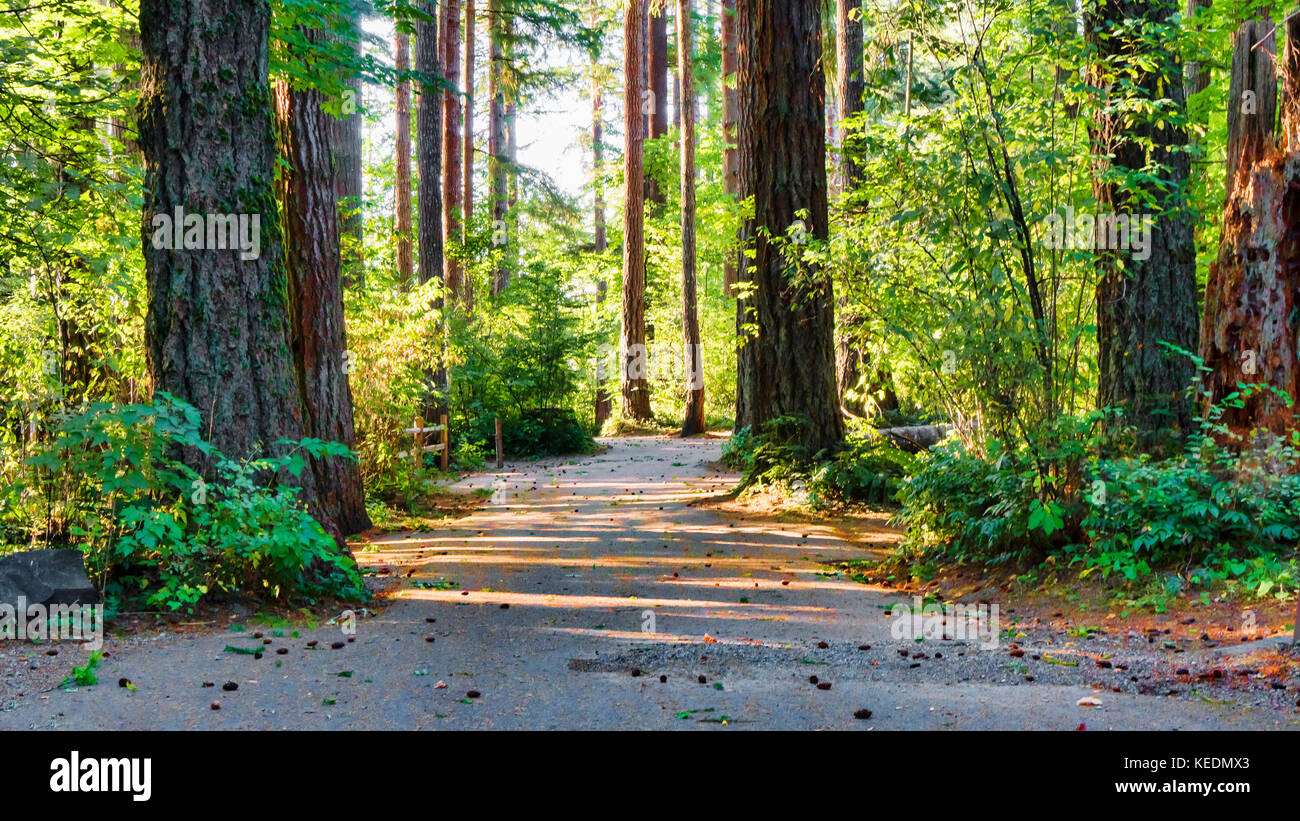 Forested campground road in Belfair State Park, on Hood Canal, Belfair, Washington Stock Photo