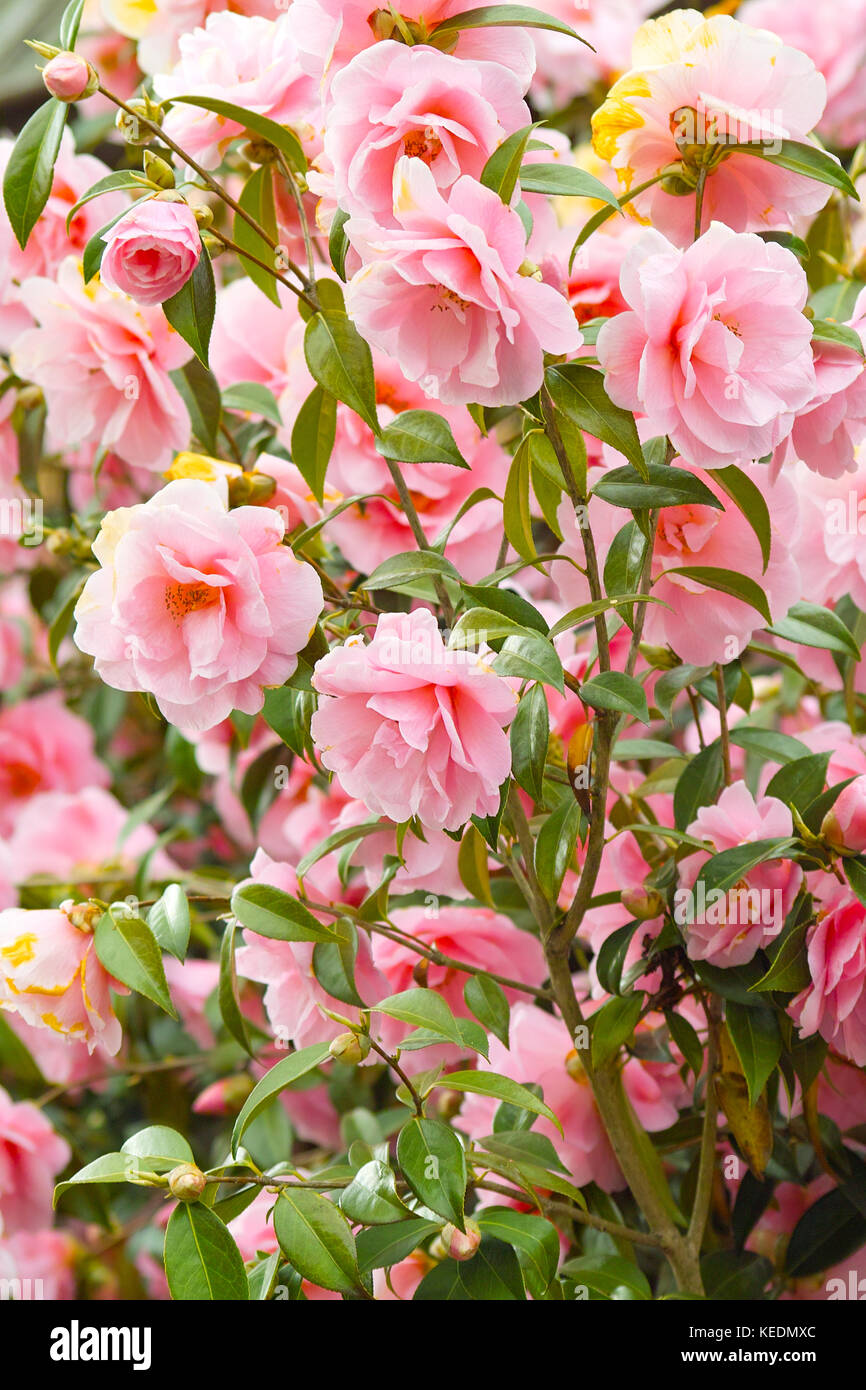 Pink Japanese Camellia flowers (Camellia japonica). Beautiful pink blooming bush Stock Photo
