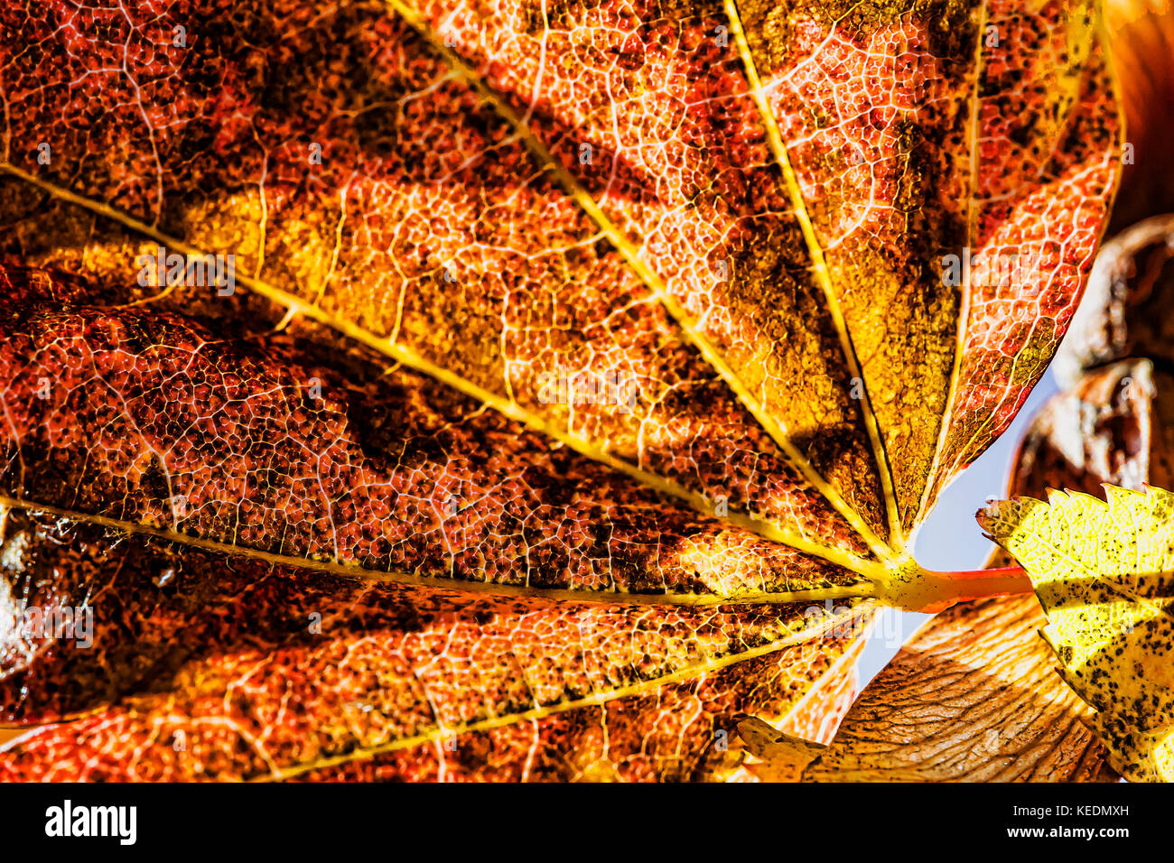 Vine Maple in Fall Stock Photo