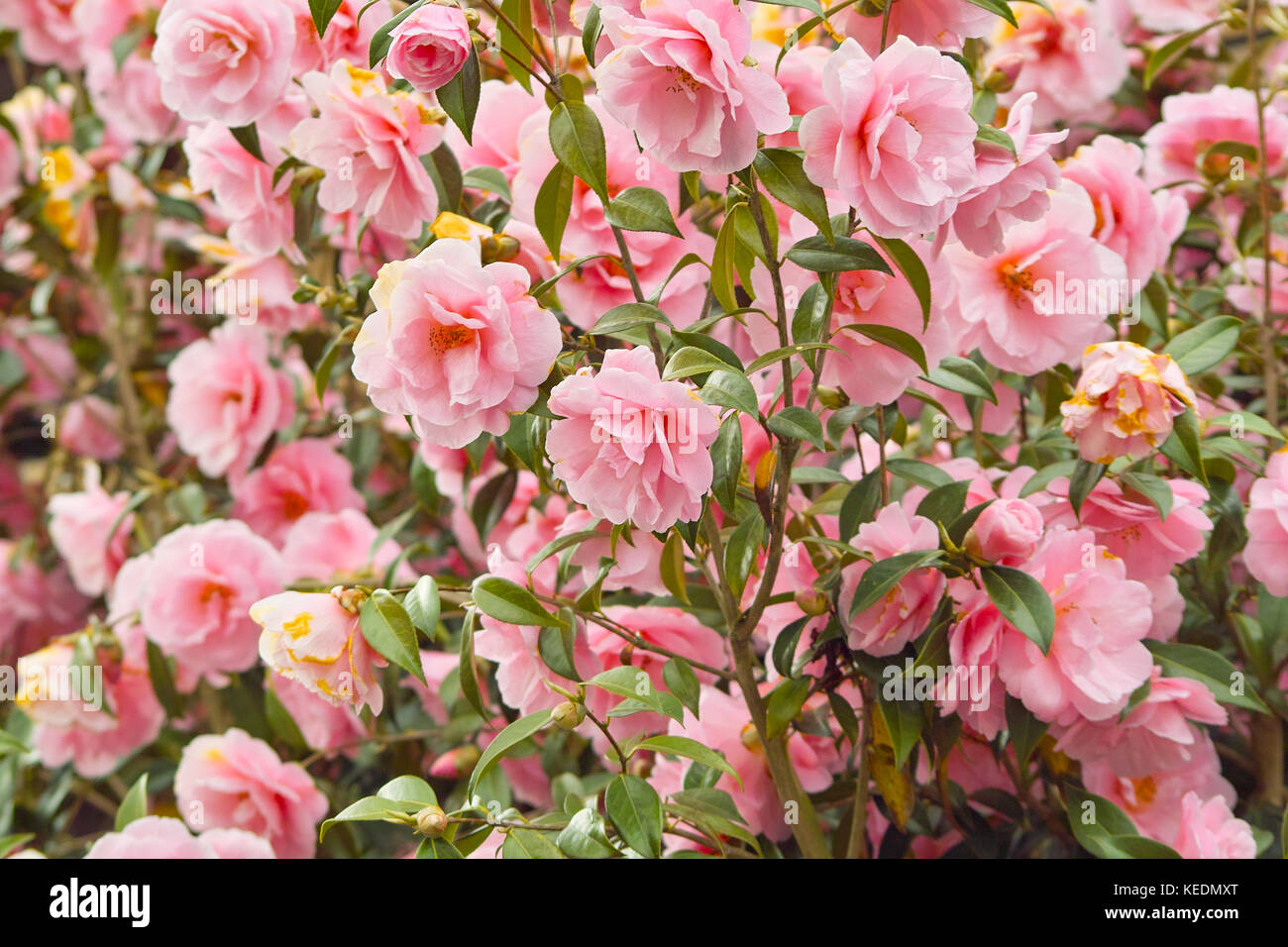 Pink Japanese Camellia flowers (Camellia japonica). Beautiful pink blooming bush Stock Photo