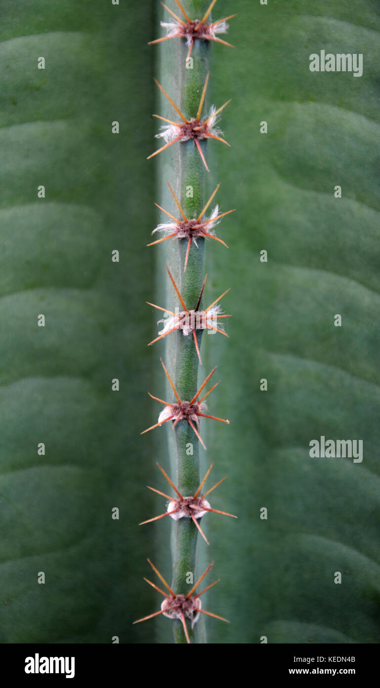 Close up of cactus Stock Photo
