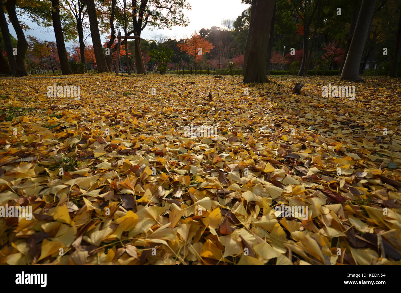 Yellow autumn maple leaves on the ground Stock Photo - Alamy